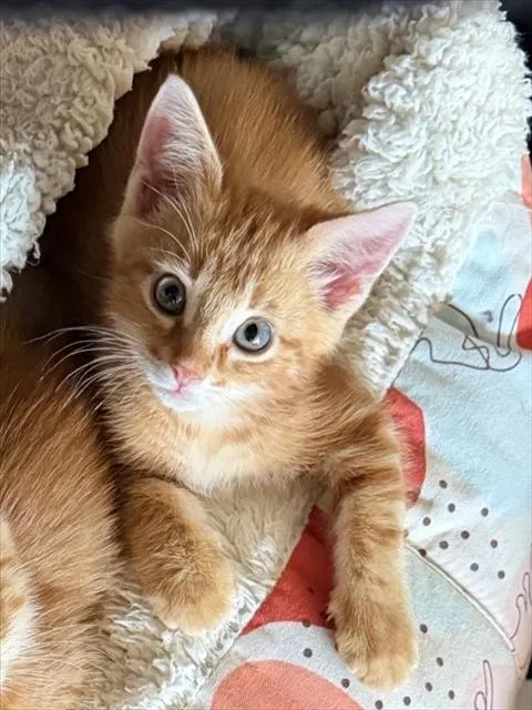 Pretzel