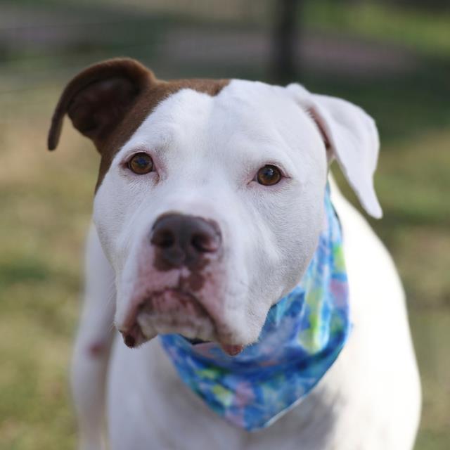 Sheila