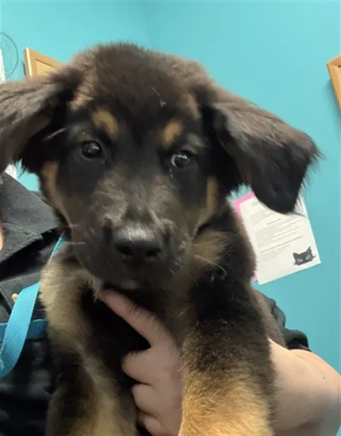 Adoptable Dog