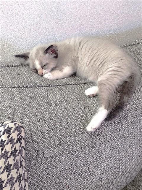 Lucy