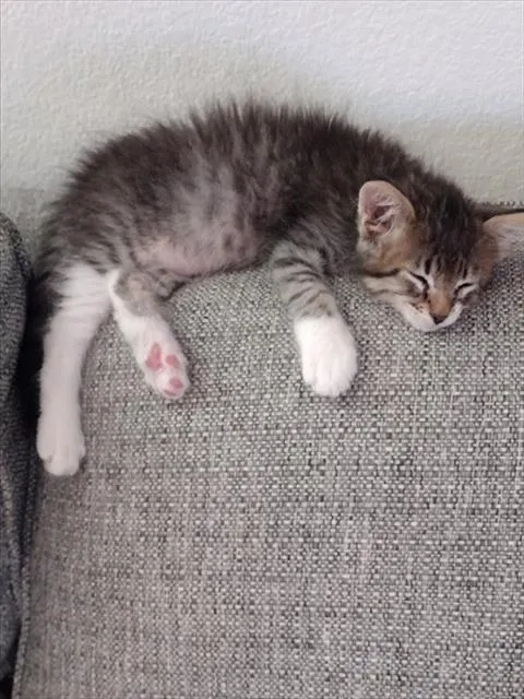 Leo