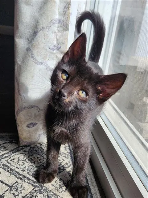 Hershey