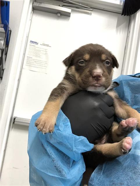 Adoptable Dog