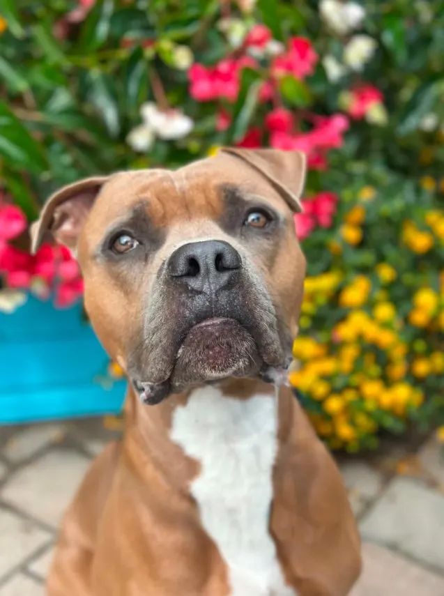 Hugo