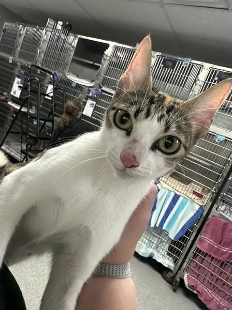 Adoptable Cat