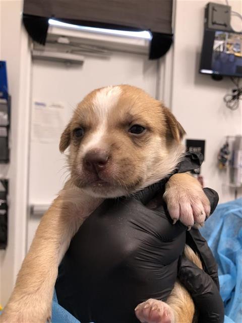 Adoptable Dog