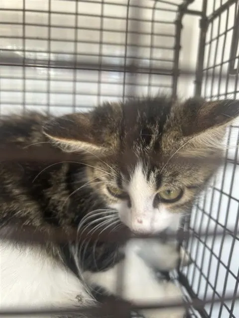 Adoptable Cat
