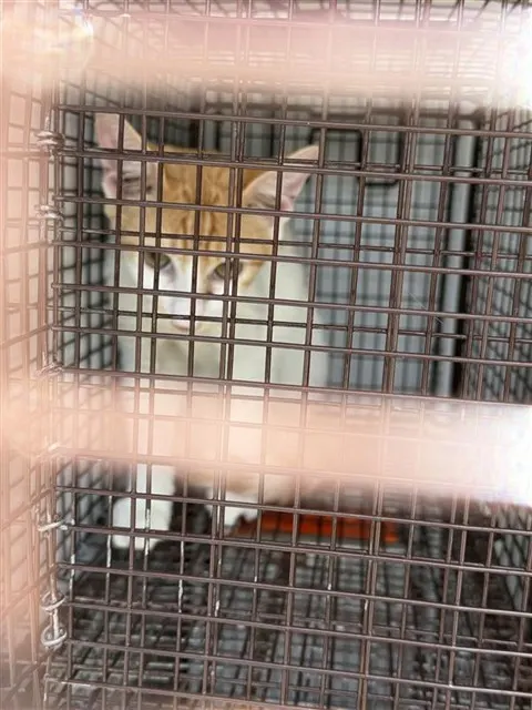 Adoptable Cat