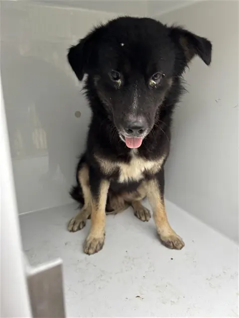 Adoptable Dog