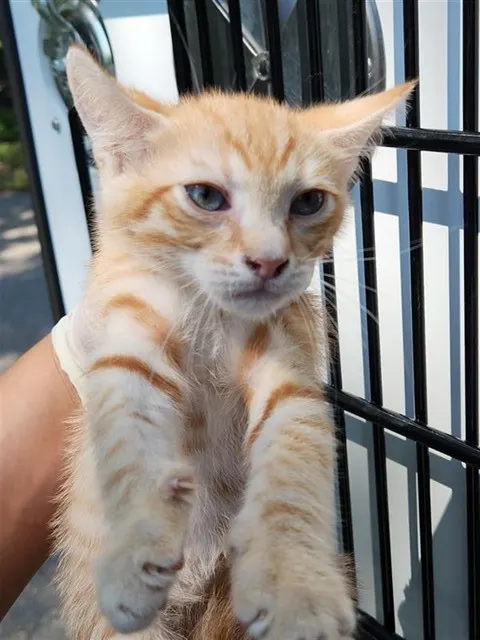 Adoptable Cat