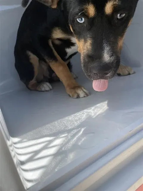 Adoptable Dog