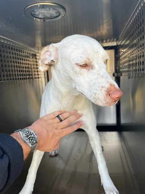 Adoptable Dog