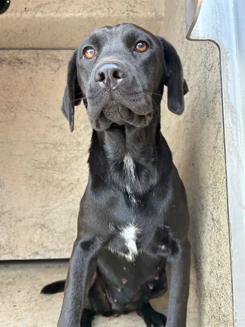 Adoptable Dog