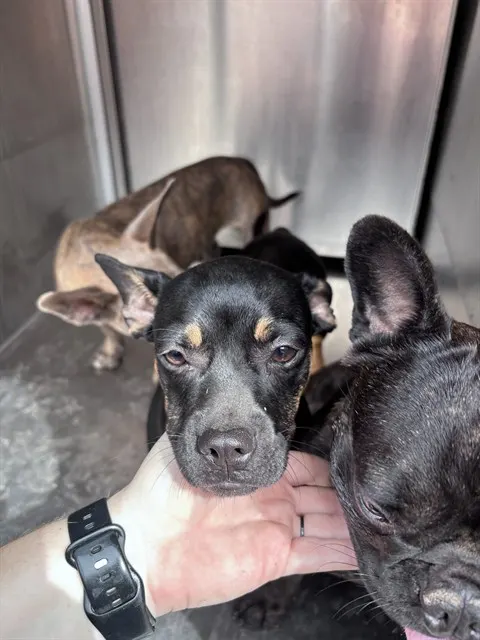 Adoptable Dog