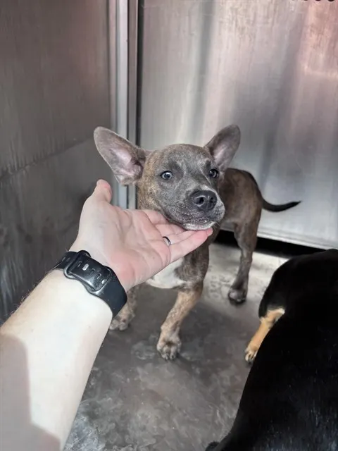 Adoptable Dog