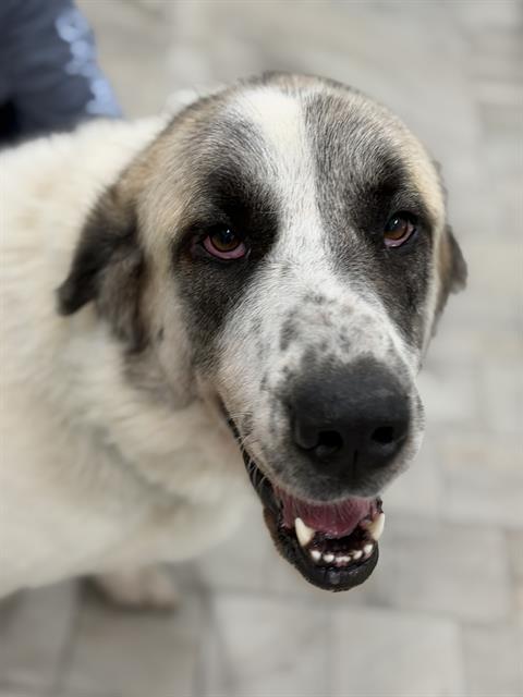 Lulu