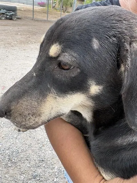 Negrita