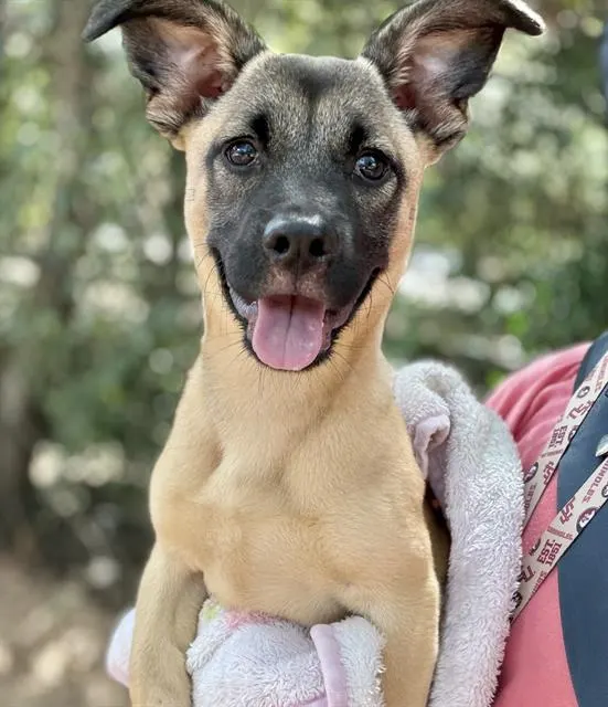 Gigi