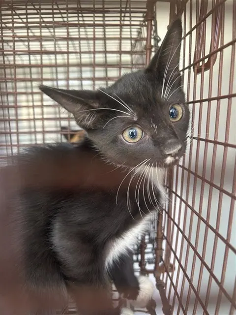 Adoptable Cat