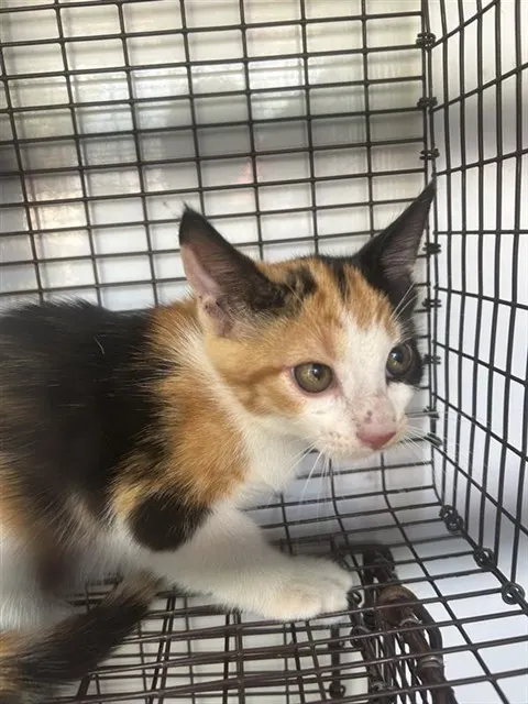 Adoptable Cat