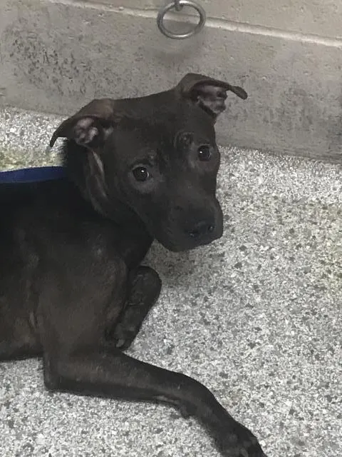 Adoptable Dog
