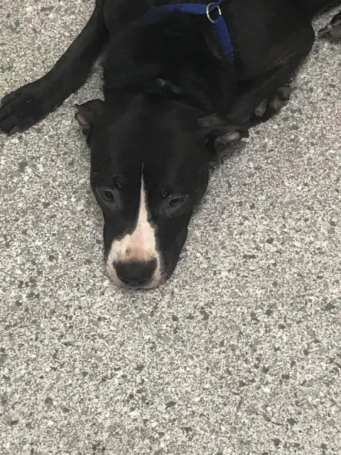 Adoptable Dog
