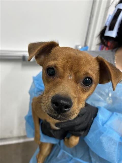 Adoptable Dog