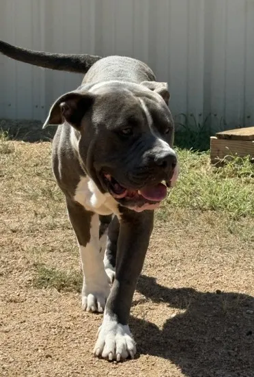 Brutus