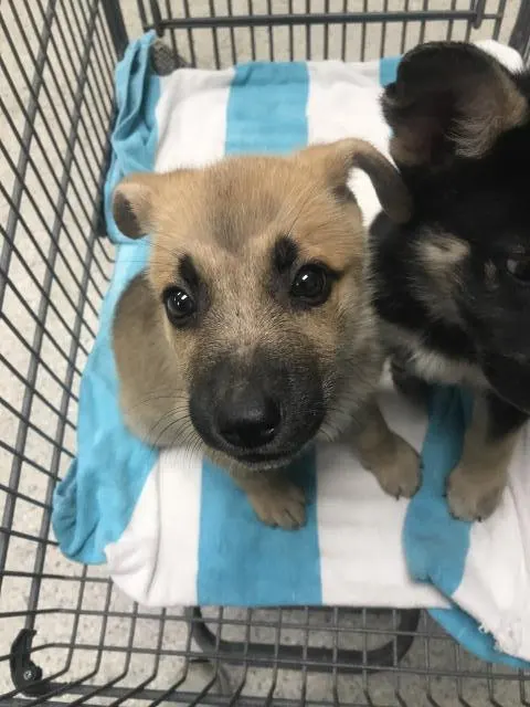 Adoptable Dog