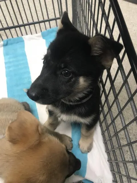 Adoptable Dog