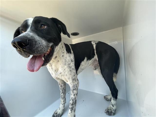 Adoptable Dog