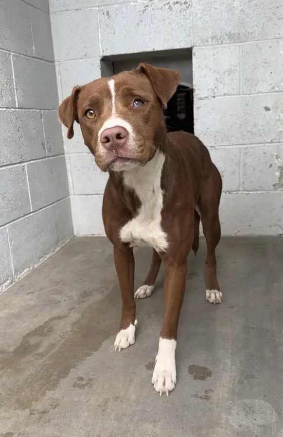 Adoptable Dog