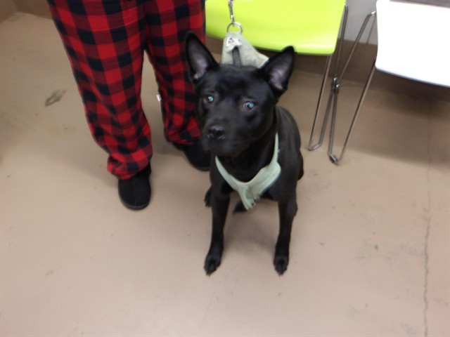 Adoptable Dog