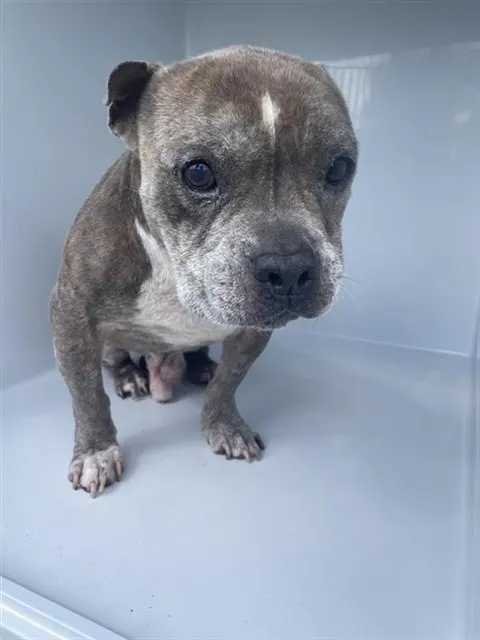 Adoptable Dog