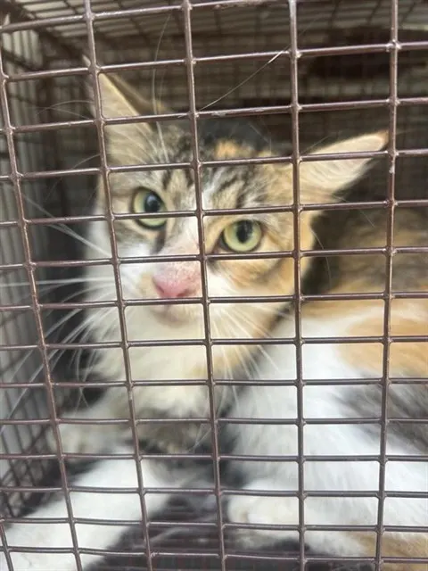 Adoptable Cat