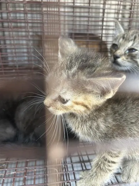 Adoptable Cat