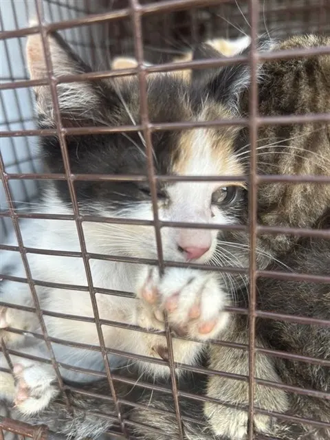 Adoptable Cat