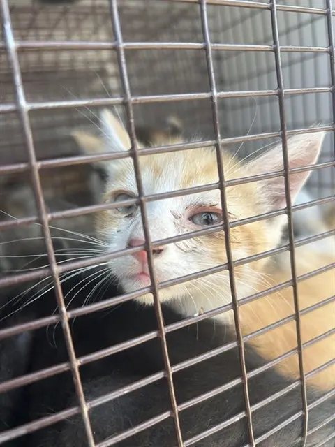 Adoptable Cat