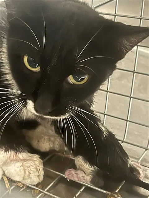 Adoptable Cat