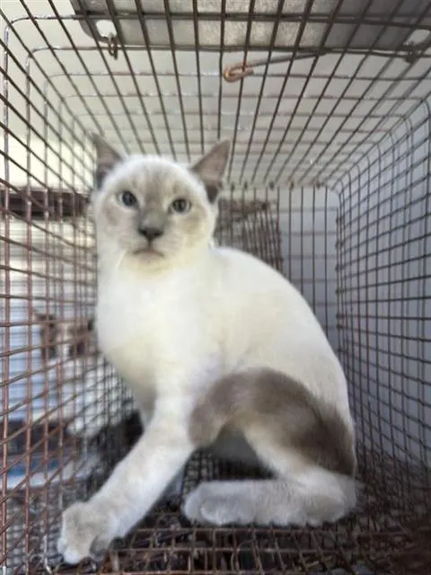 Adoptable Cat