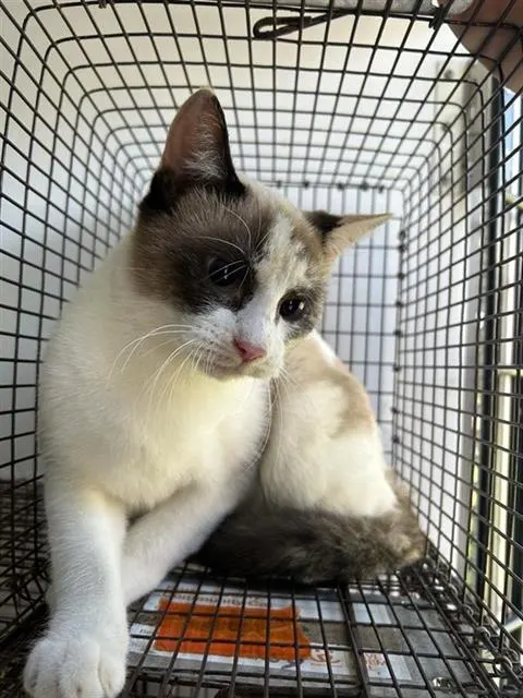Adoptable Cat