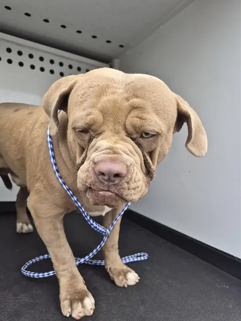 Adoptable Dog