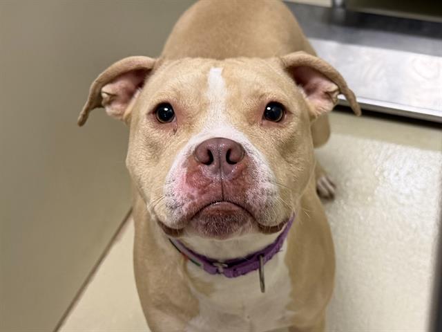 Birdie-In Foster