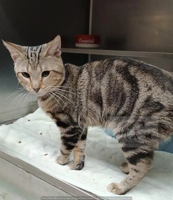 Adoptable Cat