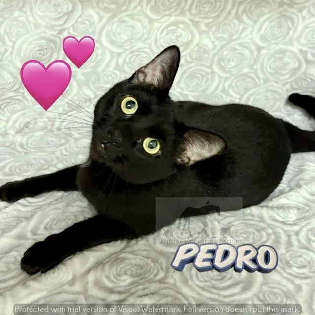 Pedro