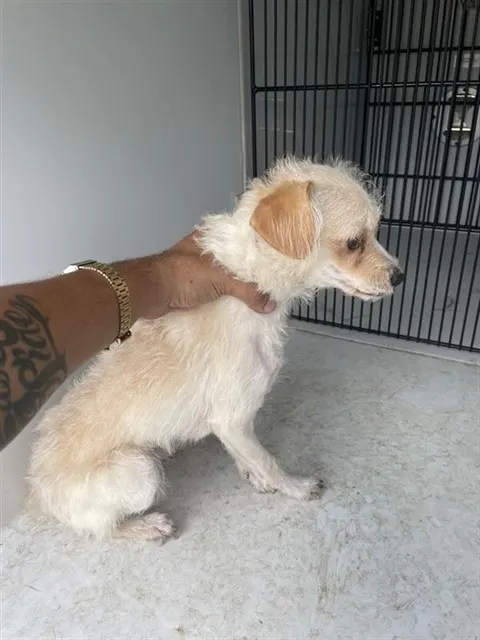 Adoptable Dog