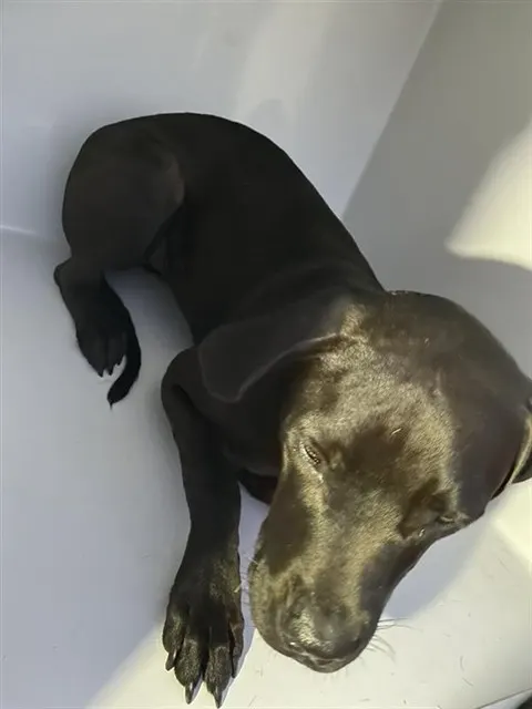 Adoptable Dog