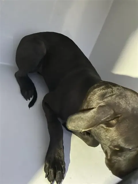 Adoptable Dog