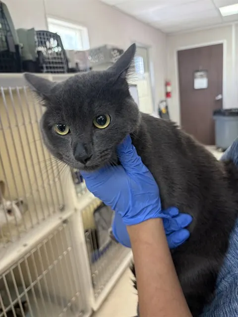 Adoptable Cat