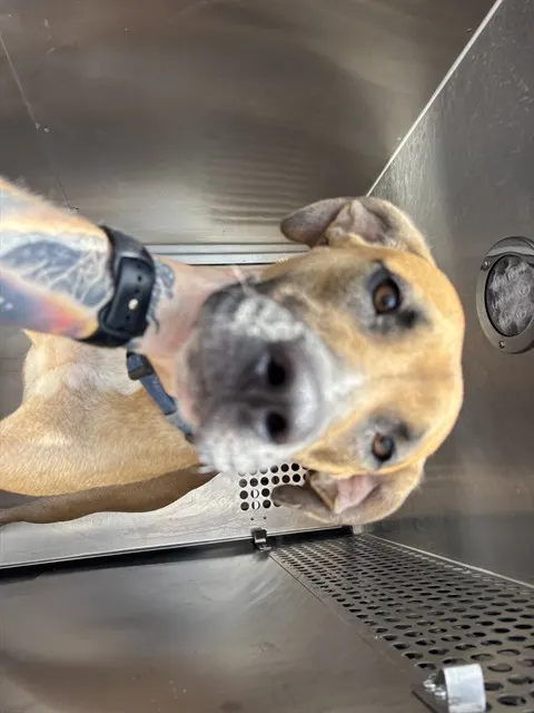 Adoptable Dog